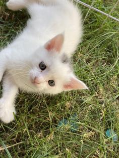 Türkisch Angora Mix