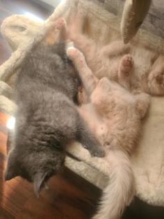 Bkh Kitten noch 2 zu haben
