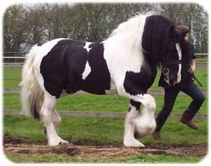 Gypsy Vanner zum Verkauf
