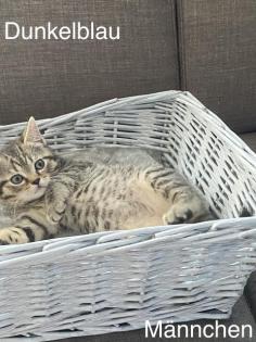 BKH-Silver/Golden Tabby Kitten suchen neues zuhause