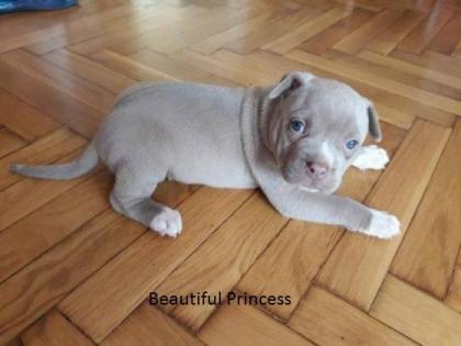 American Pit Bull Welpen Blueline