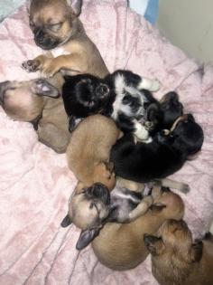 9 Süße Chihuahua Welpen