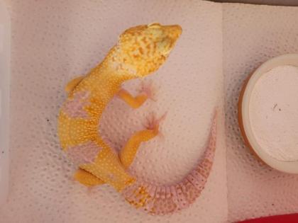 Leopardgecko 1. 0 WY Tangerine Mack Snow Tremper Albino