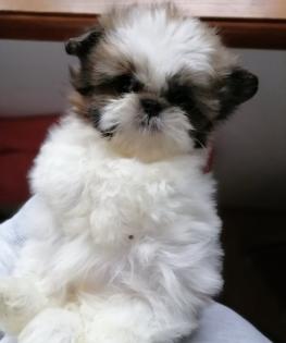 Shih tzu Welpe Meggie ist noch zum haben