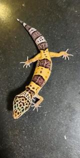 Leopardengeckos aus Hobbynachzucht 2022
