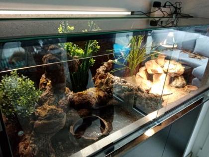 Leopardgeckos inklusive Terrarium und Zubehör