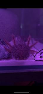Axolotl Wildling Eier Ca 160 Stück