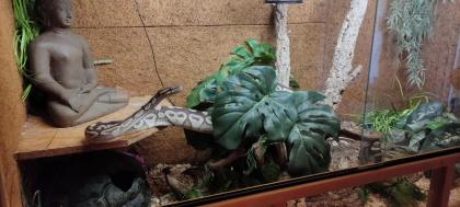 2 Köpy Mojave 1. 1 Inkl. Terrarium und zubehör