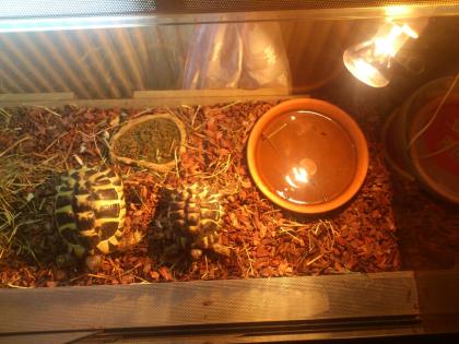 2 Griechische Landschildkröten