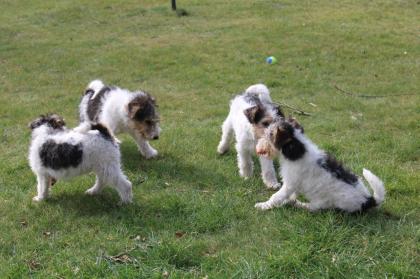 Drahthaar Foxterrier Welpen.