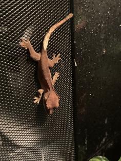 Kronengeckos Correlophus ciliatus - Nachzuchten abzugeben