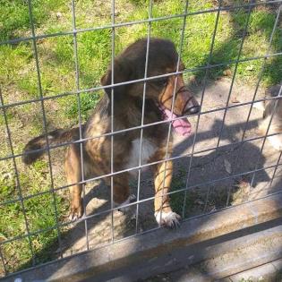 Chap / Status sucht ein Zuhause