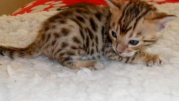 Bengal-Hybrid 4 1/2 Monate Reinrassig Katzen
