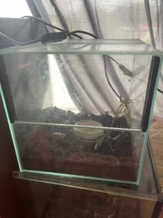 Terrarium mit besatz