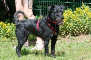 FELICITI - weiblich 1 Jahr 45 cm 14 kg Schnauzer-Mix Gechipt Kastriert