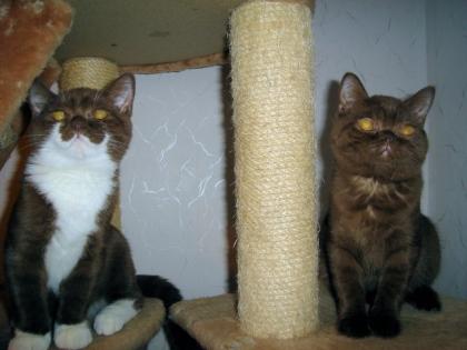 Wunderschöne BKH Babies Cinnamonträger