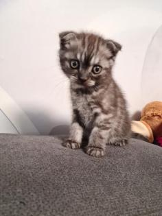 Süße BKH Britische Kurzhaar Katzen baby katzen suchen ein neues Zuhause