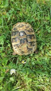 Landschildkröten Testudo hermanni