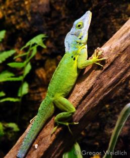 Anolis marmoratus, bimaculatus, wattsi, oculatus, desiradei, terraealtae und and