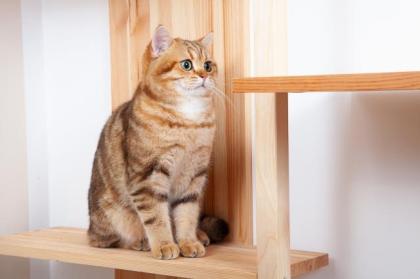 Deckkater Sammy mit Stammbaum, grüne Augen, black golden tabby classic