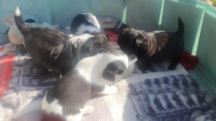Chihuahua Mix Welpen