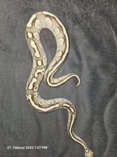 2. 2 Python regius verschiedene Morphen