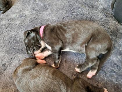 Deutsche Doggen Welpen schwarz/gefleckt mit VDH Papieren