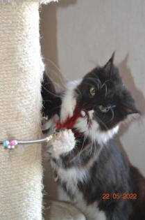 Maine Coon Youngster in black w white mit Stammbaum