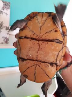Verkaufe Rotwangenklappschildkröte mit Becken und viel Zubehör
