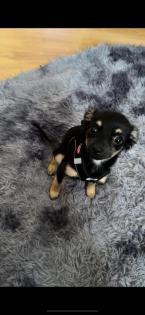 Süßer Chihuahua Welpe