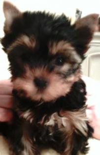 Yorkshire Terrier Hündin, Welpe, VDH/FCI