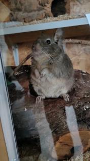 3 liebe Degu Männchen abzugeben
