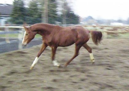 2 Trakehner Schönbrunn x Preussenprinz zvk.