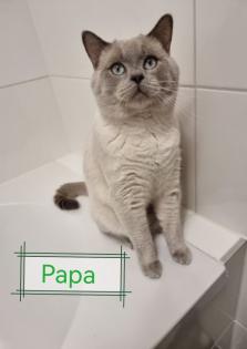 BKH Kitten suchen ein liebevolles Zuhause