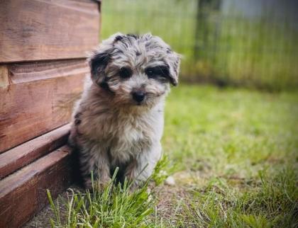Aussiedoodle Mini Aussie Kleinpudel