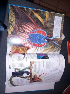 Wie Tiere leben Tierbuch mit tollen Illustrationen für Kinder gut