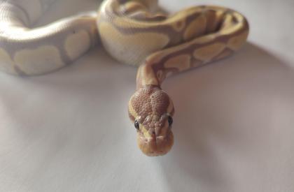 Königspython regius Banana