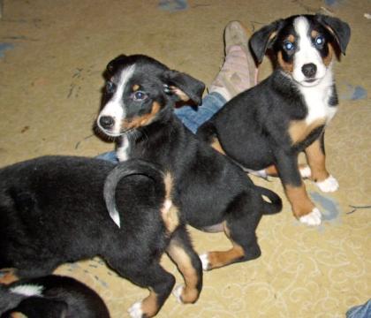 Appenzeller Sennenhundewelpen