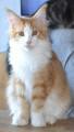 Maine Coon Youngster in red tabby w white mit Stammbaum