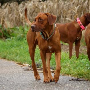 Rhodesian Ridgeback Deckrüde Livernose