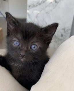 Wunderschöne Babykatzen/Kitten