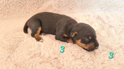 Jagdterrier Patterdaleterrier Welpen
