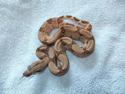 Boa Constrictor Salmon 50 poss. Supersalmon ENZ 2021