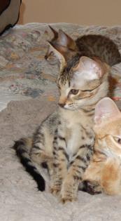 Wunderschöne Bengal und savannah Kitten ab sofort abzugeben