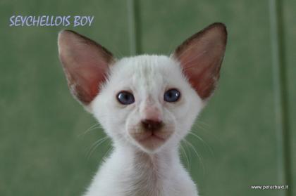 Oriental and Seychellois kittens for good price