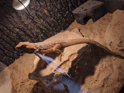 Bartagame Frau oder Man am liebste beide