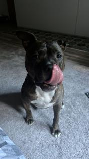 Pit-Staff-Mix sucht dringend neues Zuhause oder Pflegestelle
