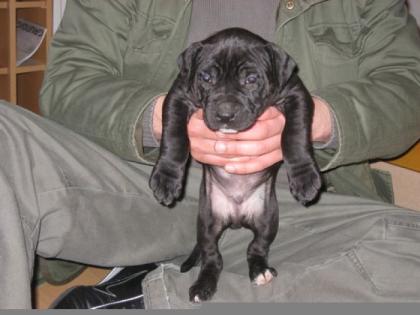 American Pit Bull Terrier