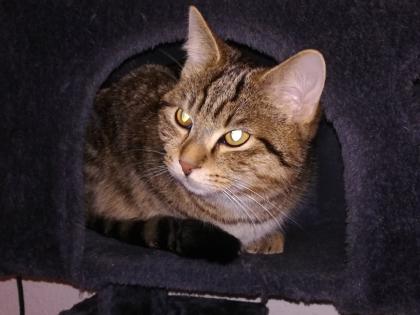 Kuscheliger Verschmuster Kater Sosoke
