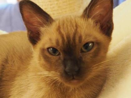 Siam - Thai - Burma - Tonkanesen - Kitten